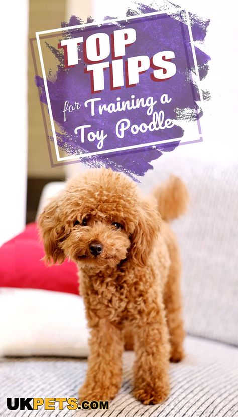 Toy Poodle Teddy Bear Cut, Toy Poodle Puppy Cut, Toy Poodle Training, Poodle Puppy Training, Toy Poodle Haircut, Poodle Training, Toy Poodle Dog, Circus Performance, Toy Poodle Puppy