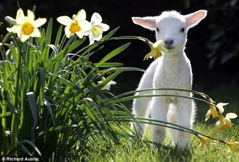 Put a spring in your step... with our guide to making the most of a glorious weekend Regnul Animal, Spring Lambs, Baby Lamb, Baby Goats, Cute Animal Pictures, Sweet Animals, The Grass, Animal Photo, 귀여운 동물