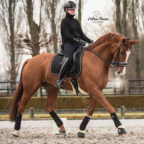 Chestnut Horse Tack, Chestnut Horse Tack Colors, Fall Equestrian Outfits, Show Jumping Horses, Beautiful Horse Pictures, Horse Dressage, Horse Boarding, Dream Horse, Most Beautiful Horses