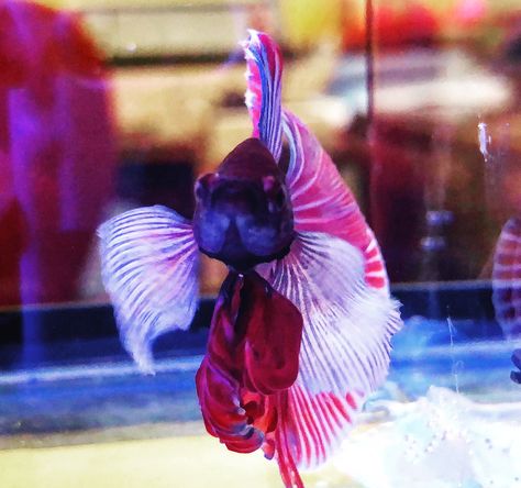 Dumbo Ears, Halfmoon Betta, Betta Fish, Fish Pet, Fish, Animals