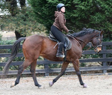 Horses Training, Happy Horse, Horse Exercises, Eventing Horses, Hunter Jumper, Horse Health, Horses For Sale, December 13, Horse Training