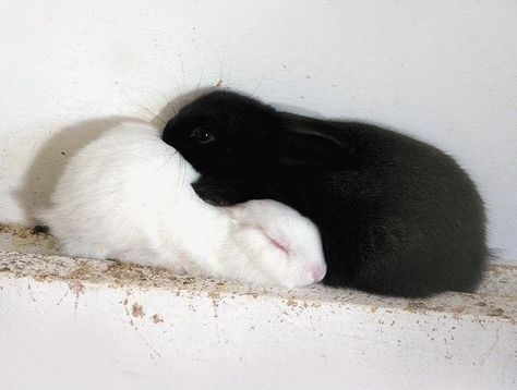 Bunnies Cuddling, Bunny Cuddle, Two Bunnies, Cat Couple, Yin And Yang, Cat Aesthetic, Yin Yang, Rabbits, Ariel