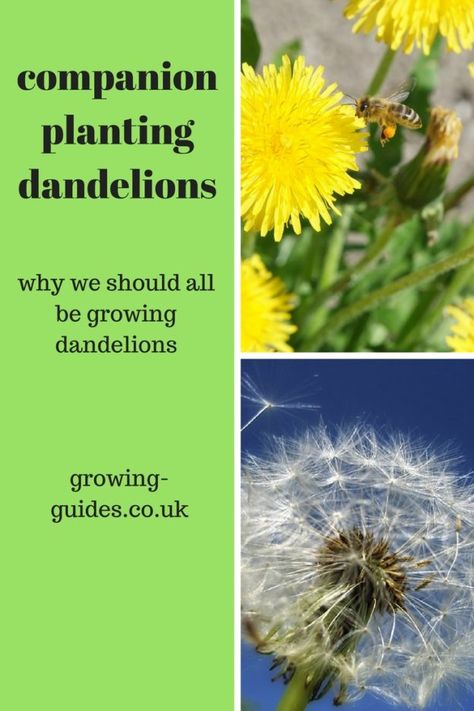 companion planting dandelions Grow Dandelions, Planting Raised Garden Beds, Hydrangea Seeds, Fall Vegetables, Fall Garden Vegetables, Survival Gardening, Growing Strawberries, Square Foot Gardening, Soil Improvement