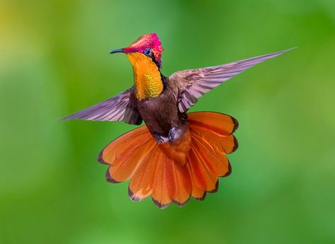 Ruby Topaz Hummingbirds dancing in the air , Trinidad. - a photo on Flickriver Congratulations Photos, Exotic Birds, Pretty Birds, Colorful Birds, Wild Birds, Hummingbirds, Bird Feathers, Beautiful Birds, Trinidad