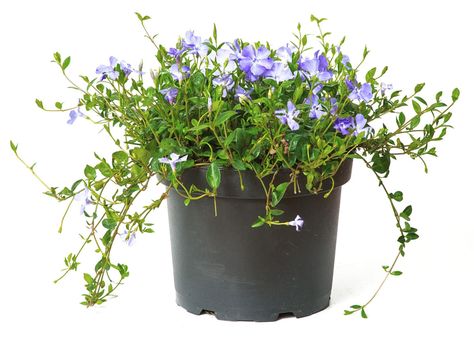 How to Grow and Care for a Creeping Myrtle (Vinca minor) Myrtle Plant, Creeping Myrtle, Periwinkle Plant, Vinca Minor, Trailing Flowers, Small Purple Flowers, Dark Purple Flowers, Evergreen Plants, New Roots