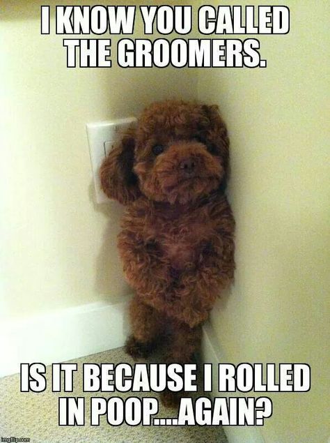 Best Dog Quotes, Dog Grooming Business, Funny Dog Memes, Paws And Claws, Dog Bath, Lap Dogs, Dog Pin, Animal Quotes, Dog Quotes