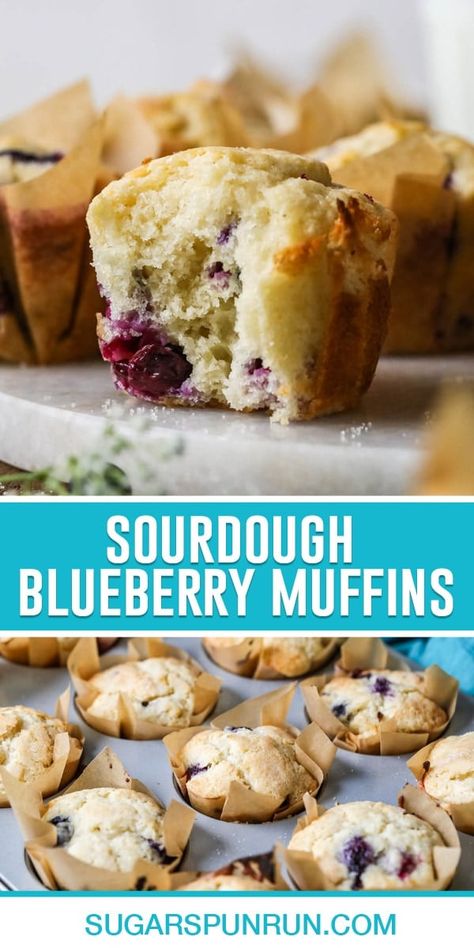 These sourdough blueberry muffins have an incredible texture and flavor thanks to sourdough discard! My recipe takes just 30 minutes from start to finish and makes a dozen beautiful muffins. Sourdough Discard Blueberry Muffins, Discard Blueberry Muffins, Sourdough Discard Blueberry, Discard Muffins, Sourdough Discard Muffins, Sourdough Blueberry Muffins, Blueberry Sourdough, Jumbo Blueberry Muffins, Sourdough Blueberry