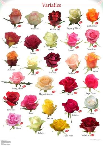 Variety of Roses Types Of Roses Chart, Flower Charts, Rose Color Meanings, Flower Chart, Rose Varieties, Flower Guide, Types Of Roses, Flower Meanings, Modern Flower Arrangements