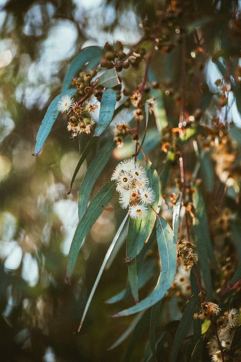 Eucalyptus yellow box background botanical photography | free image by rawpixel.com / Megan Rogers Eucalyptus Aesthetic, Myth Painting, Eucalyptus Background, Box Background, Gum Leaves, Botanical Photography, Gum Tree, Dried Eucalyptus, Australian Native Flowers