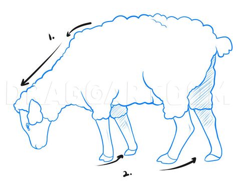 Simple Biblical Drawings, Sheep Drawing Realistic, Sheep Line Drawing, How To Draw A Sheep, Sheep Drawing Simple, Drawing Of Sheep, How To Draw Sheep, Sheep Puppet, Draw Sheep