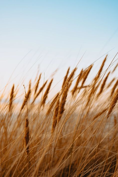 brown wheat field during daytime photo – Free Image on Unsplash Wheat Aesthetics, Wheat Photos, Western Icons, Grass Land, Iphone11 Pro, Time Lapse Photography, Fields Of Gold, Wheat Field, Grass Field