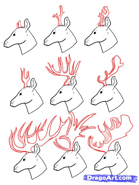 Deer Antlers Side View, Antlers Side View, Horns Side View, Deer Side View, Deer Antlers Drawing, How To Draw Deer, Draw Deer, Antler Drawing, Antlers Drawing