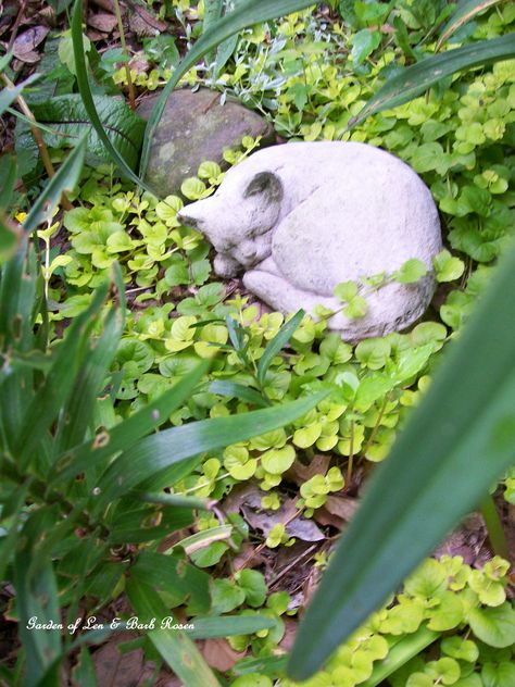 sleeping cat statue in Mamie's Garden (6/18/2012) Garden of Len & Barb Rosen Garden Statues Diy, Garden Statues Ideas Landscaping, Outdoor Garden Art, Small Garden Statues, Creeping Jenny, Flowers Gardening, Cat Sculpture, Garden Whimsy, Sculpture Garden