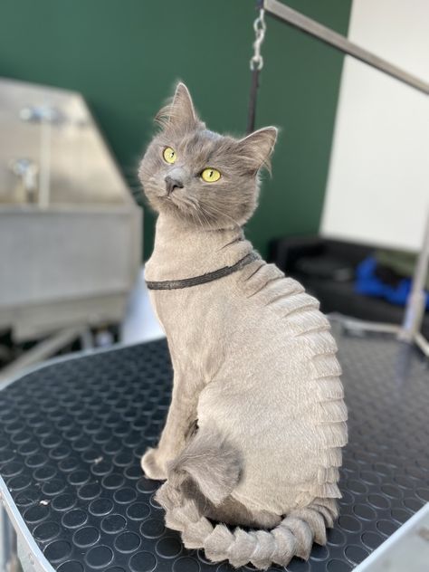 Groomed Cats Ideas, Long Hair Cats Grooming Styles, Cat Haircut Ideas, Cat Haircuts, Sadie Ideas, Cat Grooming Styles, Shaved Cat, Cat Haircut, Animal Grooming