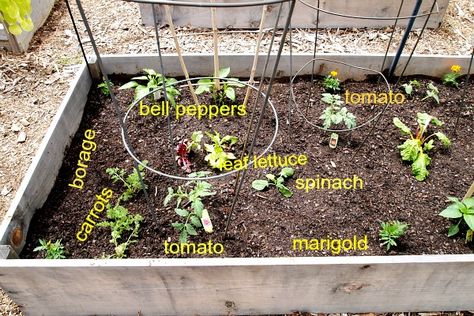 Bell Pepper Plant, Growing Bell Peppers, Plant Cages, Backyard Vegetable Gardens, Pepper Plants, Green Bell Peppers, Tomato Plants, Growing Tomatoes, Raised Beds