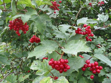 Guelder rose - How To Grow Trees Mountain Garden, East Facing Garden, Parts Of The Plant, Guelder Rose, Viburnum Opulus, Rose Tree, Garden Border, British Garden, Dry Stone Wall