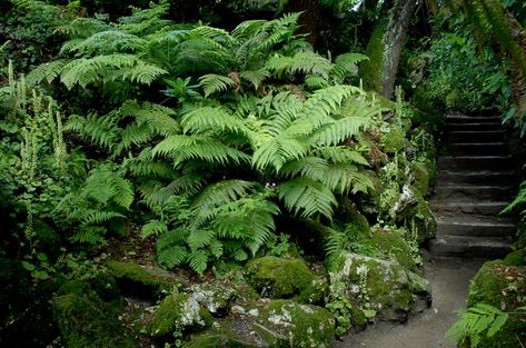 The Lost Gardens of Heligan Japanese Water Garden, Cornwall Garden, Lost Gardens Of Heligan, Shade Tolerant Plants, Ferns Garden, Lost Garden, Gothic Garden, Hidden Garden, Rock Garden Landscaping