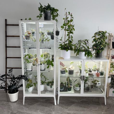 @liensplantlife on Instagram: “IKEA Milsbo greenhouse cabinets almost completed. @ikeagreenhousecabinet It’s always a work in progress. The wide was purchased in…” Greenhouse Cabinet, Ikea Greenhouse, Greenhouse Shelves, Diy Mini Greenhouse, Ikea Plants, Indoor Plants Styling, Moss Plant, Plant Goals, Indoor Greenhouse