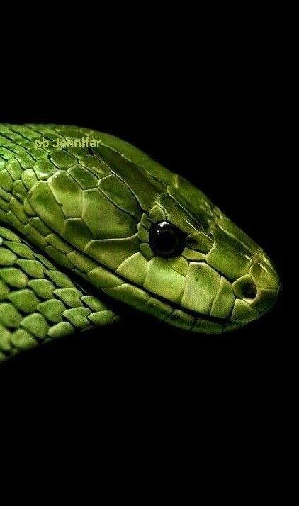 Snake Face, Black Mamba Snake, Green Mamba, Mamba Snake, Snake Green, Green Anaconda, Regard Animal, Colorful Snakes, Snake Wallpaper