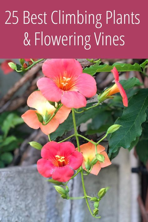 These are the most beautiful and fastest growing climbing plants to add beauty to your garden. Patio Vines Ideas, How To Plant Flowers, Climbing Perennials, Climbing Flowers Full Sun, Vining Flowers, Vine Flowers, Vining Plants, Fast Climbing Plants, Perennial Vines Climbing