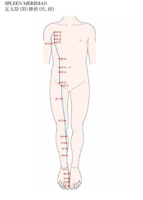 Spleen Meridian, Meridian Acupuncture, Chi Kung, Lower Limb, Good Shepherd, Acupuncture Points, Central Nervous System, Lower Leg, Acupressure