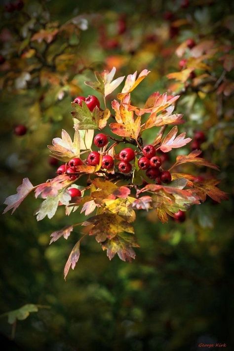 Dwell In Possibility, Hedgerow Flowers, Hawthorn Berries, Fall Berries, Life Poetry, Hawthorn Berry, Gardens Flowers, Southern Indiana, Autumn Magic