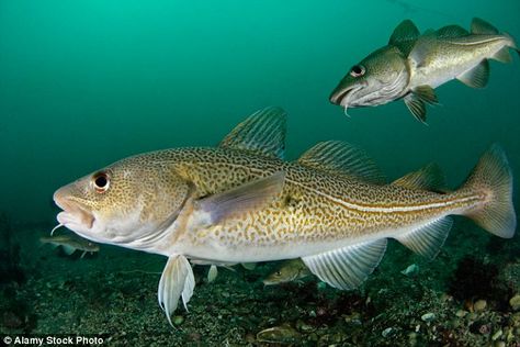 Accents could become a problem if cod from different places are forced to seek out colder waters if they prefer because of climate change Fish Board, Atlantic Cod, Fish Images, Dreamy Ocean, Skin Grafting, Aquarium Plants, Cod Fish, Small Fish, Oceanography