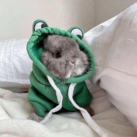 Credit 📸 @bunnydayoff . . . . . . . #rabbits #rabbit #bunny Rabbit Lover, Funny Bunny, Bunny Lovers, Funny Bunnies, Cute Rabbit, Cute Eyes, Cute Little Animals, Tag A Friend, Cute Bunny