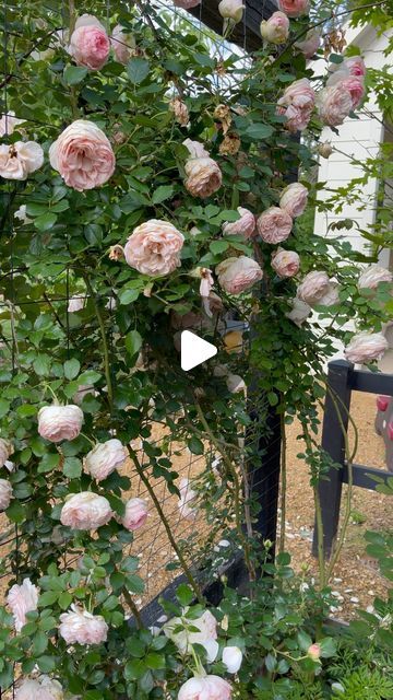 Rose Garden At Home, Kiss Me Kate Climbing Rose, Eden Roses Climbing, Eden Climbing Rose, Roses Trellis, Iceberg Roses, Rose Garden Ideas, Climbing Roses Trellis, Roses Climbing