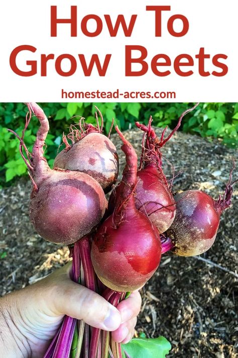 Want to learn how to grow beets? Then don’t miss these tips for growing beets in your vegetable garden! Everything you need to know to plant beets from seed, care for and harvest them from your home garden. #gardening #vegetablegarden #beets #homesteadacres Beets Planting, Cooked Beets Recipe, Harvest Beets, How To Grow Beets, Grow Beets, Seed Gardening, Growing Beets, Zone 8b, Plant Herbs