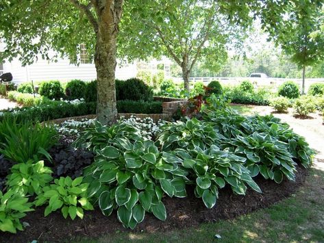 Flower bed designs under trees: 32 juicy options in the shade | My desired home Garden Ideas Under Trees, Corner Landscaping, Shelf Garden, Low Maintenance Garden Design, Shade Landscaping, Shade Garden Design, Shade Tolerant Plants, Shade Garden Plants, Backyard Shade