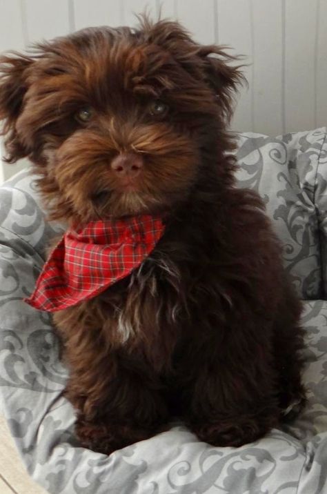 Puppies That Dont Shed, Brown Havanese, Chocolate Havanese, Havanese Puppy, Bichon Havanais, Havanese Puppies, Havanese Dogs, Precious Animals, Pet Stuff