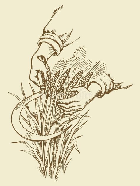 Hand mowing sickle wheat. Vector drawing stock illustration Appalachia Tattoo, Wheat Drawing, Corn Drawing, Drawing Equipment, Wheat Tattoo, Wheat Vector, Autumn Drawing, Sketchbook Assignments, Ligne Claire