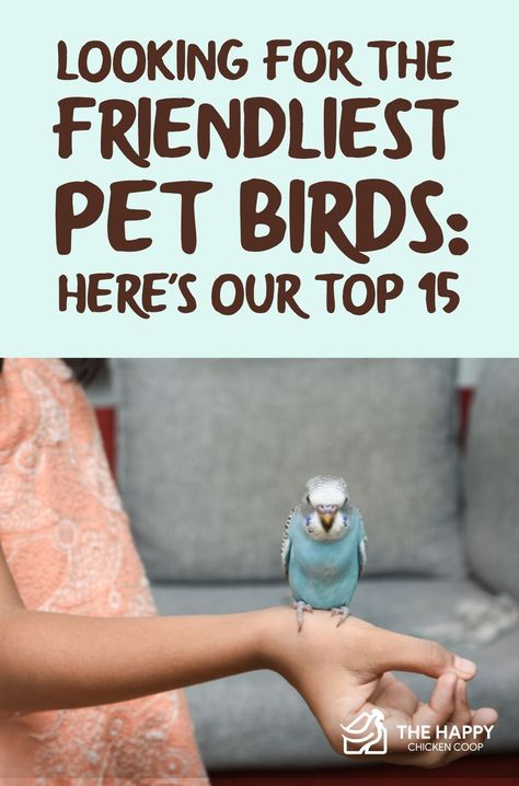 Best Pet Birds For Beginners, Best Birds For Pets, Birds As Pets, Birds Species, Best Pet Birds, Types Of Pet Birds, Love Birds Pet, Conure Bird, Birds For Kids