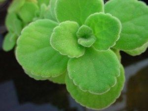 Three-In-One Herb, a rare find and wonderfully fragrant addition to any herb garden, large or small. Cuban Oregano, Oregano Plant, Flora Garden, Harvesting Herbs, Healing Plants, Perennial Herbs, Home Garden Plants, Terrarium Plants, Diy Plants