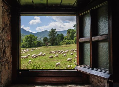 sheep-herds-around-the-world-11 Fiber Animals, Sheep Grazing, An Open Window, Sheep Art, Spinning Wheels, Country Casual, Llama Alpaca, Looking Out The Window, Beautiful Windows