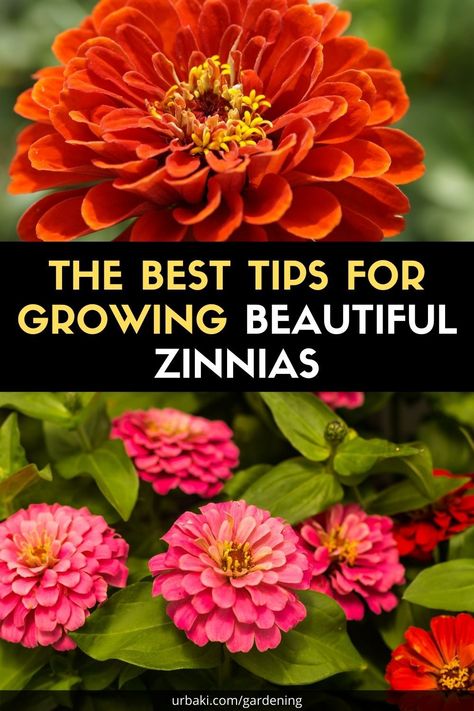 Zinnia Seeds, Zinnia Elegans, Backyard Flowers, Zinnia Flowers, Gardening Flowers, Warm Colour Palette, Flower Gardening, Indoor Flowers, Flowering Shrubs