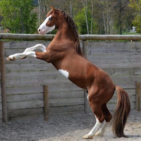 Horse Refrence Pose, Horse Poses Reference, Filly Horse, Horse Bucking, Horse Poses, Horse Markings, Horse Rearing, Horse Reference, Rearing Horse