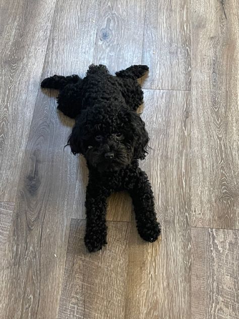 She loves the cold floor:) Black Poodle Aesthetic, Poodle Aesthetic, Black Toy Poodle, Poodle Haircuts, Poodle Haircut Styles, Poodle Haircut, Black Poodle, Toy Poodles, Dog Mommy