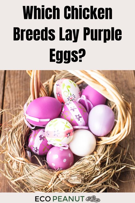 Purple Eggs Chickens Backyard Breeds, Purple Eggs, Chicken Breeds For Eggs, Backyard Flocks, Egg Production, Egg Laying, Backyard Chickens, Chicken Breeds, Coloring Eggs