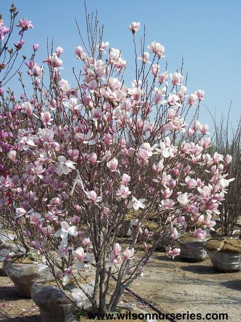 Jane Magnolia Tree, Magnolia Jane, Jane Magnolia, Lily Magnolia, Green Giant Arborvitae, Giant Arborvitae, Colorado Blue Spruce, Magnolia Tree, Foundation Planting