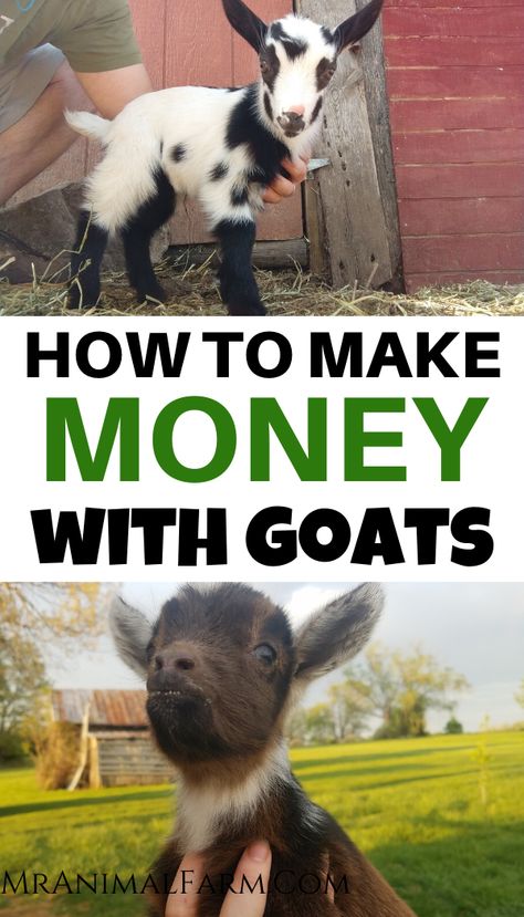 Homemade Goat Feed, How To Raise Goats, Small Farm Animals To Raise, Cheap Goat Pen Ideas, Goat Shelter Diy, Small Goat Barn, Toys For Goats, Diy Goat Shelter, Diy Goat Toys