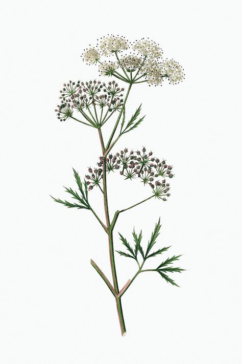 Water Hemlock Drawing, Vintage Plant Illustration, Water Hemlock, Plant Sketch, Drawing Plants, Plants Watercolor, Plant Sketches, Sketch Free, Flowers Water