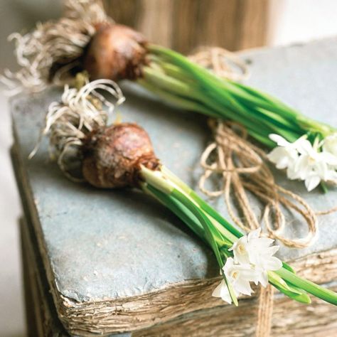 How to grow paperwhite daffodils, aka the most beautiful Christmas flowers of all Narcissus Paperwhite, Paperwhite Narcissus, Christmas Table Centrepiece, Bamboo In Pots, Rock Plants, Decorative Pebbles, Daffodil Bulbs, Beautiful Home Designs, Ceramic Plant Pots