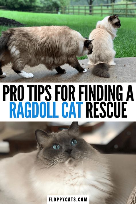 Ragdoll Cat Rescue: Find a Ragdoll Cat Rescue For Ragdoll Cat Adoption Ragdoll Cats For Sale, Ragdoll Cat Colors, Cat Ragdoll, Ragdoll Kittens For Sale, Cute Cat Names, Adoption Resources, Ragdoll Kittens, Kittens For Sale, Ragdoll Cats