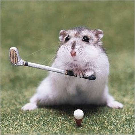 Hamster playing Golf aaah @Chandra McGovern Funny Golf Pictures, Funny Looking Animals, Funny Animal Images, Golf Pictures, Funny Animals With Captions, Funny Hamsters, A Hamster, Funny Animal Photos, Cute Hamsters