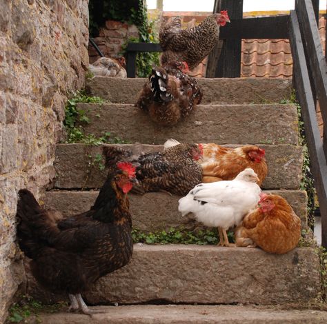 Chickens Aesthetic Farm, Alice Spring Chicken From Outback, Scotland Farm Aesthetic, Chickens Cottagecore, Zelda Aesthetic, Zelda Au, Rural Scotland Aesthetic, Linked Universe, Dont Fall In Love