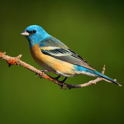 Lazuli Bunting Bunting Bird, Colourful Birds, Birds Of America, Blue Birds, Backyard Birds, Exotic Birds, Bird Drawings, Pretty Birds, Colorful Birds