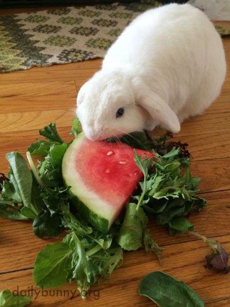 Bunny enjoys a bit of watermelon salad on a hot summer day - June 30, 2014 Benny And Joon, Bunny Eating, Little Bunny Foo Foo, Daily Bunny, Rabbit Pictures, Beautiful Rabbit, Watermelon Salad, Jack Rabbit, House Rabbit