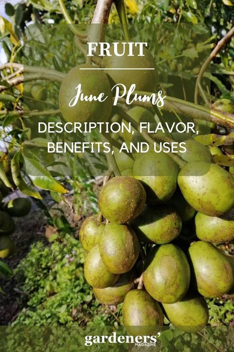 June Plums: Description, Flavor, Benefits, And Uses June Plum, Join Us, Health Benefits, Plum, Benefits, Magazine, Health